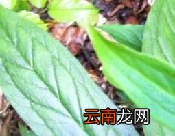 七叶一枝花的功效与作用及药用价值