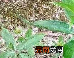 七叶一枝花的功效与作用及药用价值