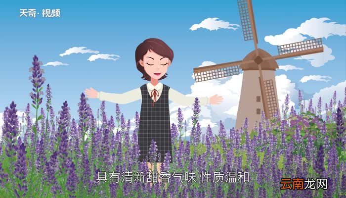 薰衣草的作用 薰衣草的作用是什么