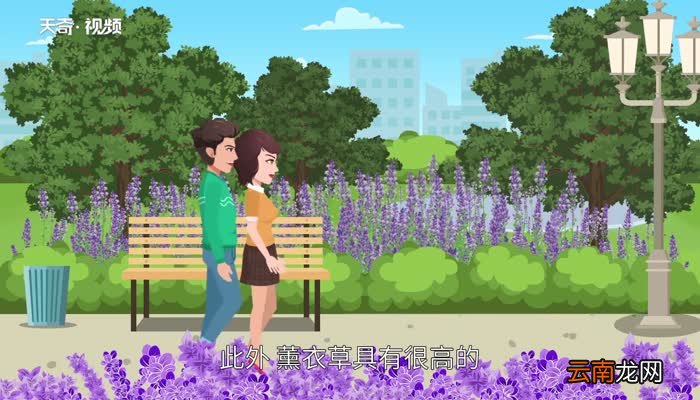 薰衣草的作用 薰衣草的作用是什么