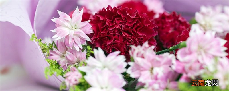 康乃馨花语 康乃馨的花语是什么