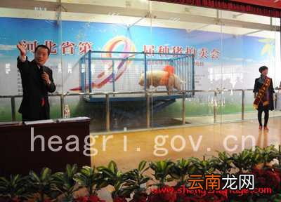河北省第九届种猪拍卖会在石家庄举行