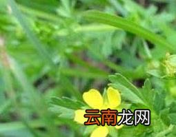 朝天委陵菜的功效与作用