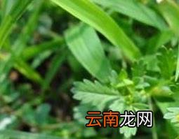 朝天委陵菜的功效与作用
