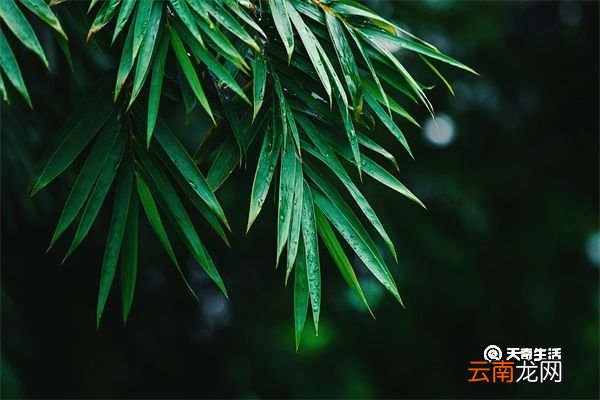 小竹叶的功效与作用 小竹叶的功效与作用是什么