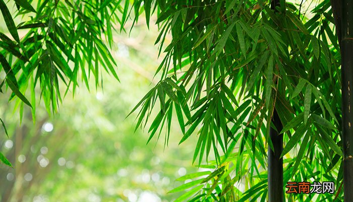 竹子是树还是草 竹子属于树还是草