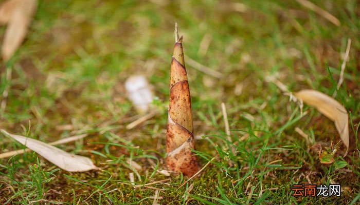 竹子是树还是草 竹子属于树还是草