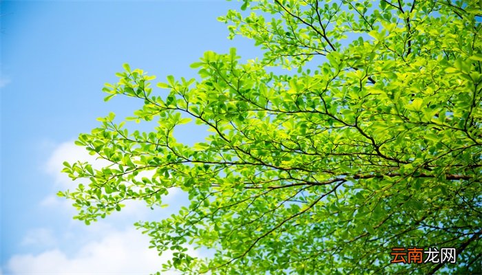 小暑的由来 小暑是怎么来的