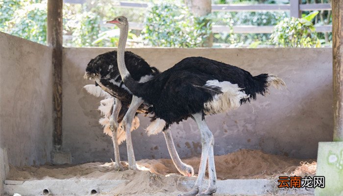 鸵鸟为什么不会飞 鸵鸟为什么不会飞呢