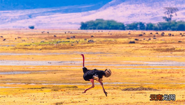 鸵鸟为什么不会飞 鸵鸟为什么不会飞呢