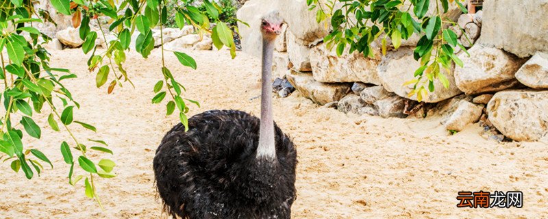 鸵鸟为什么不会飞 鸵鸟为什么不会飞呢