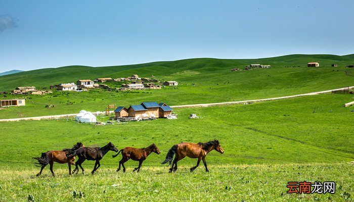自强不息代表什么动物 代表自强不息的动物