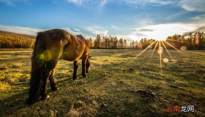 自强不息代表什么动物 代表自强不息的动物
