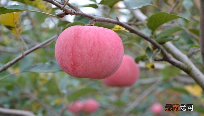 庆阳特产 庆阳特产有哪些