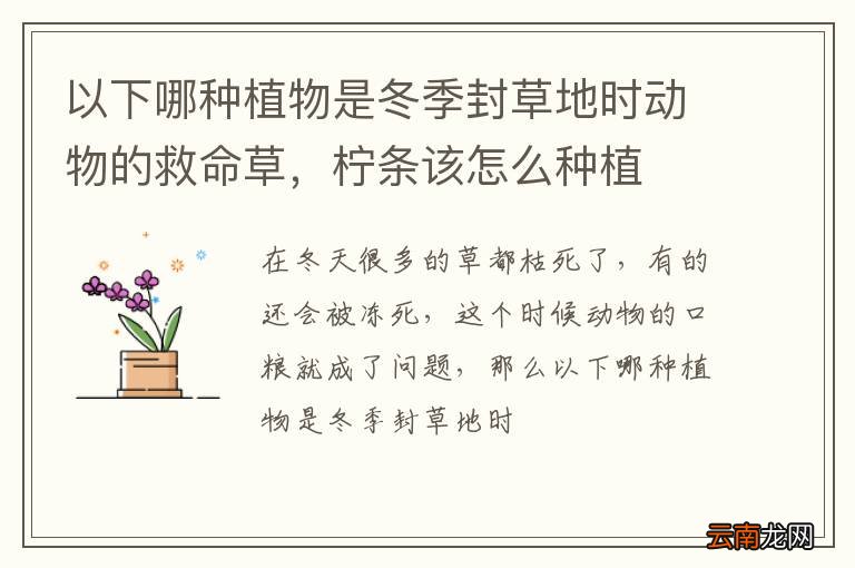 以下哪种植物是冬季封草地时动物的救命草，柠条该怎么种植