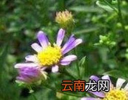 紫菀的功效与作用 紫菀的副作用