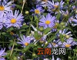 紫菀的功效与作用 紫菀的副作用