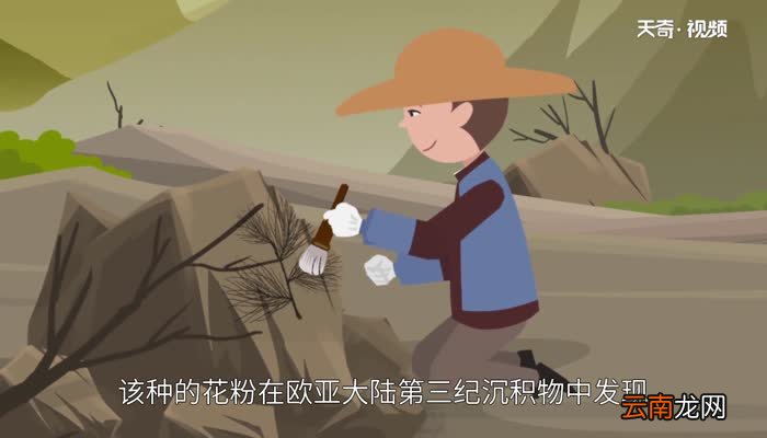 有植物熊猫之称的是 被称为植物熊猫的是什么植物