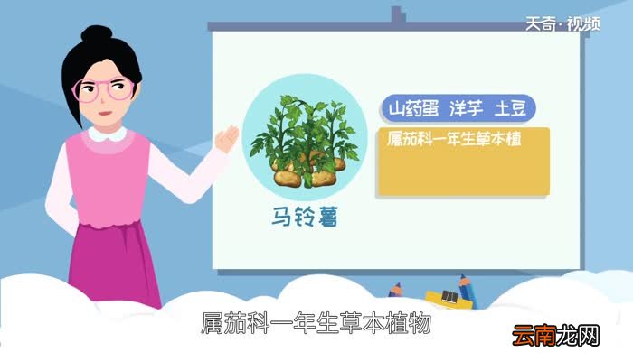马铃薯是土豆吗 马铃薯和土豆是同种食物吗
