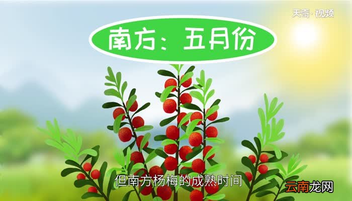 杨梅什么时候上市 杨梅什么时候成熟