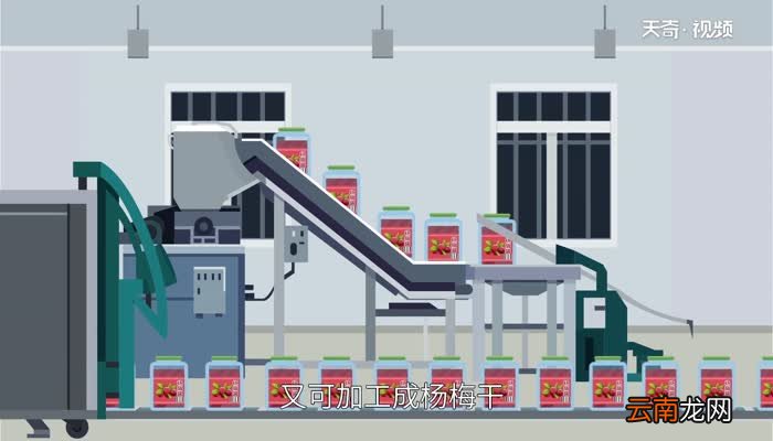 杨梅什么时候上市 杨梅什么时候成熟