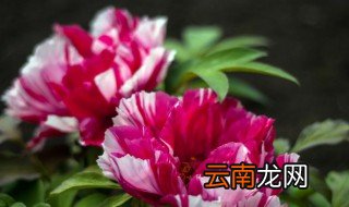 为什么牡丹花叫做国花 为何牡丹花叫做国花
