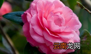 茶花是哪里的市花 茶花简单介绍