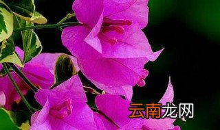 河源市的市花是什么花 河源市的市花介绍