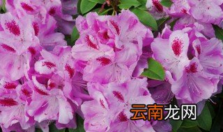 杜鹃是花中什么 杜鹃简单介绍