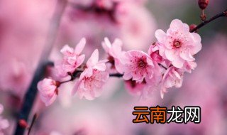 武汉市的市花是什么花 武汉市的市花简单介绍