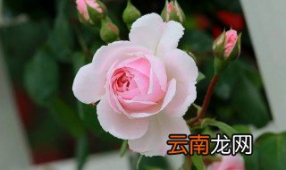 邯郸的市花是什么花 邯郸的市花是哪个花