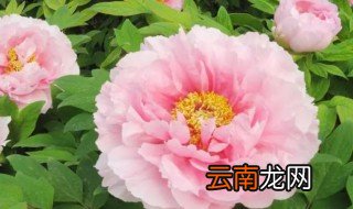 牡丹花为什么叫做国花 牡丹花为啥叫做国花