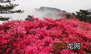 杜鹃花是哪个城市 杜鹃花简单介绍