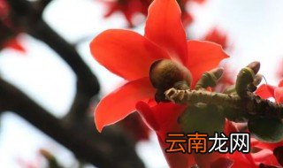广州市的市花是不是木棉花 广州市的市花是木棉花吗