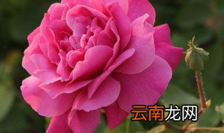 天津市的市花是什么 天津市的市花介绍