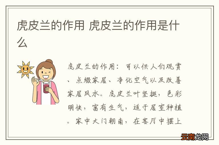 虎皮兰的作用 虎皮兰的作用是什么