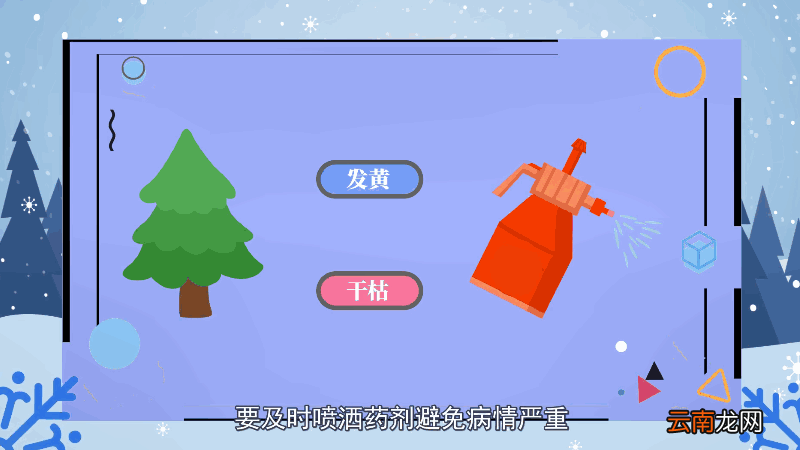 平安树的养殖方法和注意事项 平安树的养殖方法和注意事项有哪些