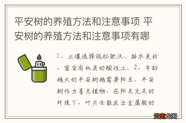 平安树的养殖方法和注意事项 平安树的养殖方法和注意事项有哪些