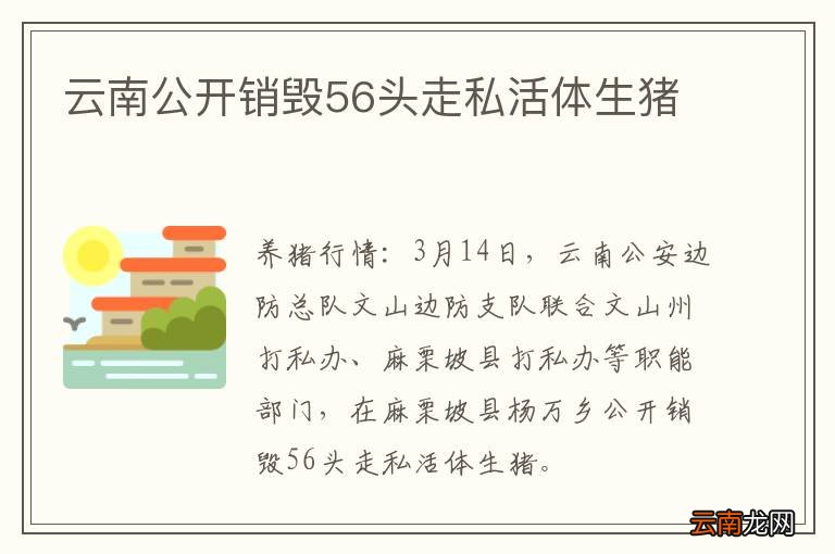 云南公开销毁56头走私活体生猪