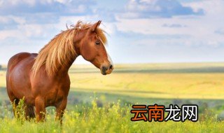 马的英文怎么读 马的英文是什么