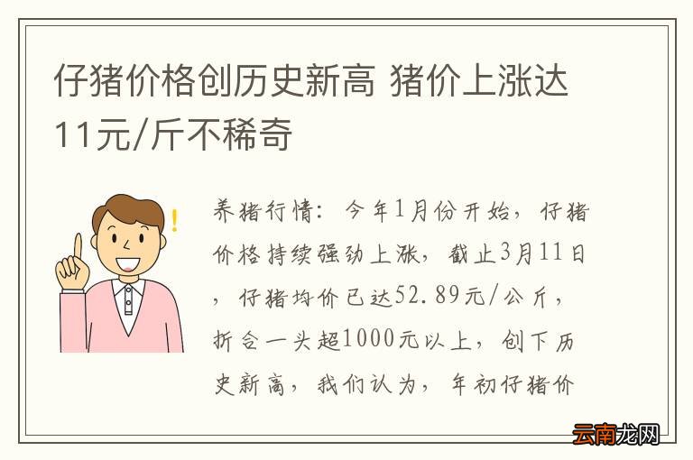 仔猪价格创历史新高 猪价上涨达11元/斤不稀奇