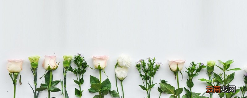 荠菜花的花语是什么 荠菜花的花语