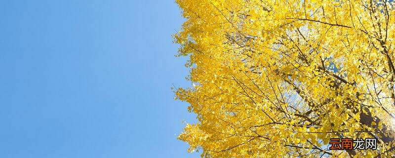 银杏树为什么是活化石 银杏树是活化石的原因
