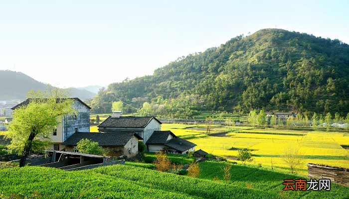 油菜花什么季节开 油菜花什么季节开放