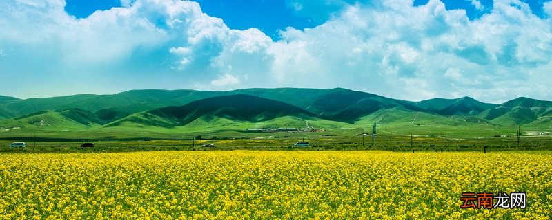油菜花什么季节开 油菜花什么季节开放
