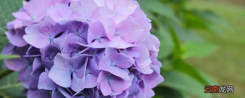 绣球花对人体有害吗 绣球花有毒吗