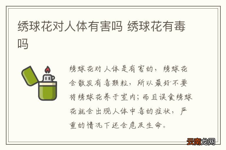 绣球花对人体有害吗 绣球花有毒吗
