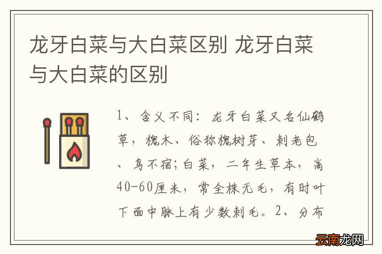 龙牙白菜与大白菜区别 龙牙白菜与大白菜的区别