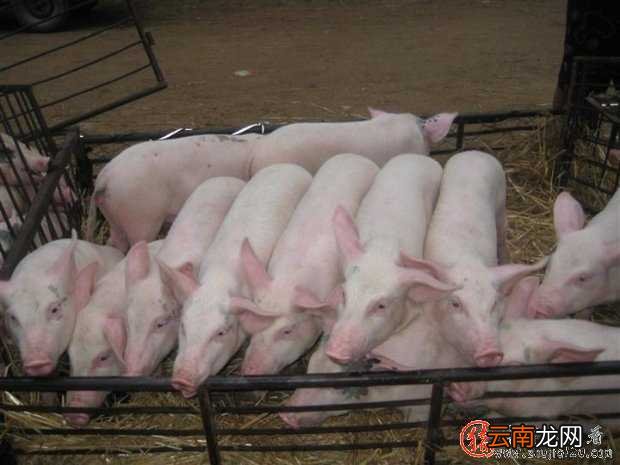 猪价连涨3天 3天后猪价上涨吗