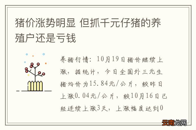 猪价涨势明显 但抓千元仔猪的养殖户还是亏钱
